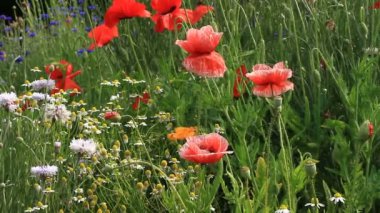 Tachikawa, Tokyo/Japonya - 16th Haziran 2017: Onun bir doğa yerde Tokyo. fotoğraf makinesi: Canon Eos 7d