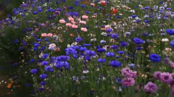 Tachikawa Tokio Juni 16E 2017 Zijn Een Natuur Locatie Tokio — Stockvideo