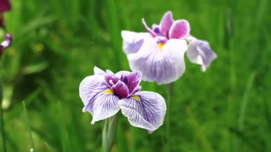Tachikawa, Tokyo/Japonya - 16th Haziran 2017: Onun bir doğa yerde Tokyo. fotoğraf makinesi: Canon Eos 7d