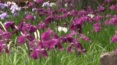 Tachikawa, Tokyo/Japonya - 16th Haziran 2017: Onun bir doğa yerde Tokyo. fotoğraf makinesi: Canon Eos 7d