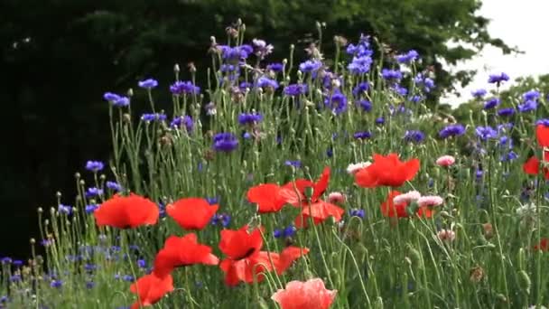 Tachikawa Tokyo Japon Juin 2017 Est Endroit Naturel Tokyo Appareil — Video