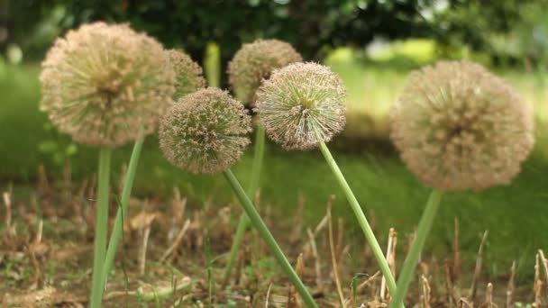 Tachikawa Tóquio Japão Junho 2017 Local Natural Tóquio Câmera Canon — Vídeo de Stock