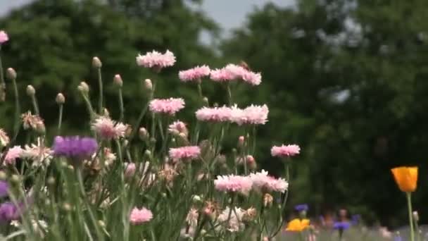 Tachikawa Tokio Juni 16E 2017 Zijn Een Natuur Locatie Tokio — Stockvideo