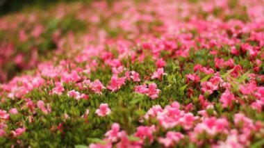 Tachikawa, Tokyo/Japonya - 16th Haziran 2017: Onun bir doğa yerde Tokyo. fotoğraf makinesi: Canon Eos 7d