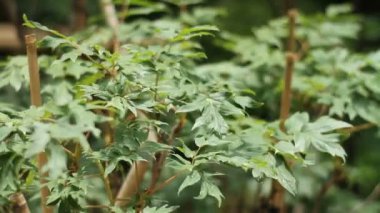 Tachikawa, Tokyo/Japonya - 16th Haziran 2017: Onun bir doğa yerde Tokyo. fotoğraf makinesi: Canon Eos 7d