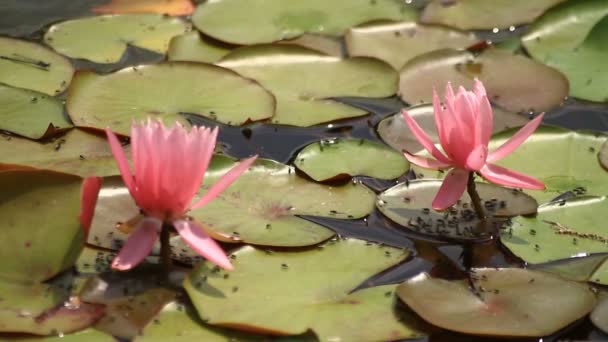 Tachikawa Tokio Juni 16E 2017 Zijn Een Natuur Locatie Tokio — Stockvideo