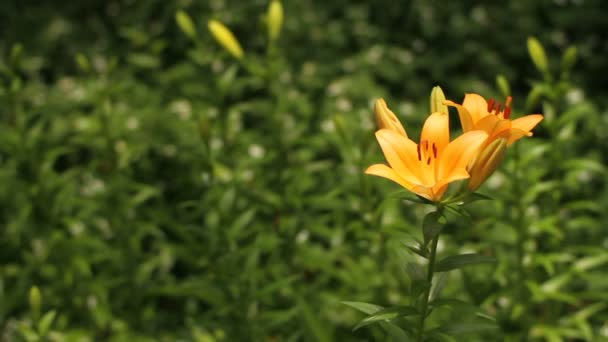 Tachikawa Tokio Japón Junio 2017 Lugar Natural Tokio Cámara Canon — Vídeos de Stock