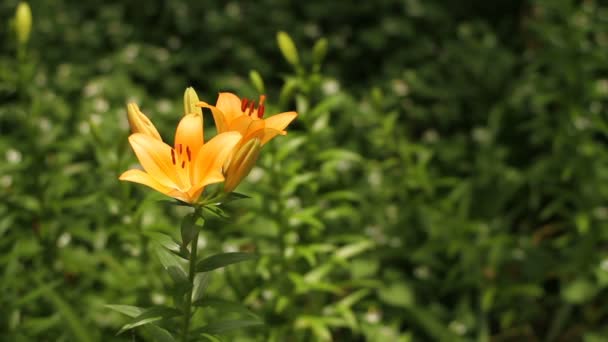 Tachikawa Tokio Japón Junio 2017 Lugar Natural Tokio Cámara Canon — Vídeos de Stock