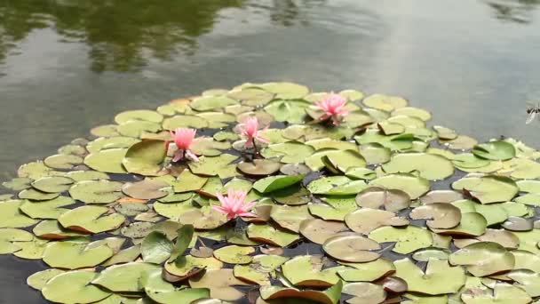 Tachikawa Tokio Juni 16E 2017 Zijn Een Natuur Locatie Tokio — Stockvideo