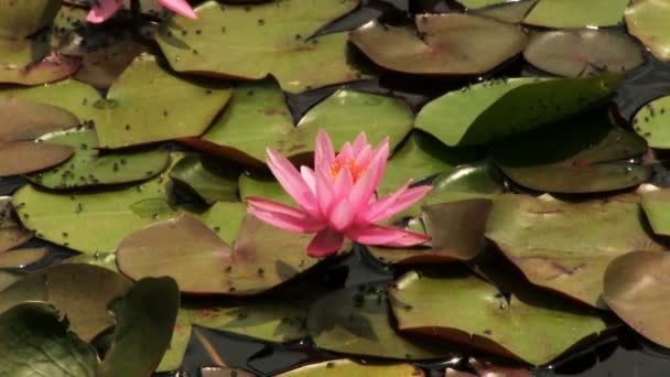 Tachikawa Tokyo Japan June 16Th 2017 Its Nature Location Tokyo — Stock Video