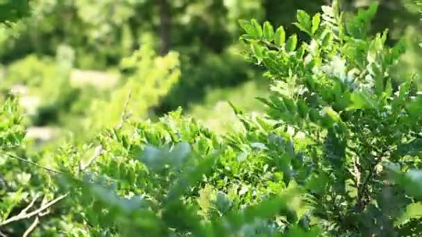 Chichibu Saitama Japón Junio 2017 Lugar Natural Tokio Cámara Canon — Vídeo de stock