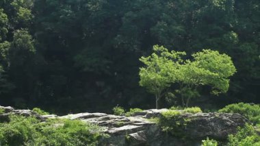 Chichibu, Saitama/Japonya - 26 Haziran 2017: Onun bir doğa yerde Tokyo. fotoğraf makinesi: Canon Eos 7d