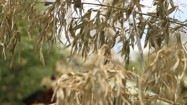 Asakusa Tóquio Japão Julho 2017 Uma Localização Tradicional Tóquio Câmera — Vídeo de Stock