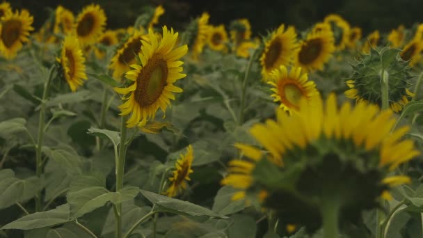 Tachikawa, Tokyo / Japon - 27 juillet 2018 : C'est un endroit naturel à Tokyo. appareil photo : Canon EOS 5D mark4 