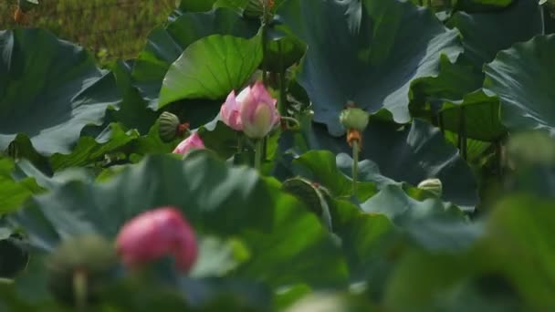 Tachikawa Tokio Juli 2018 Zijn Een Natuur Locatie Tokio Camera — Stockvideo