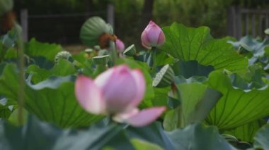 Tachikawa, Tokyo/Japonya - 27th Temmuz 2018: Onun bir doğa yerde Tokyo. fotoğraf makinesi: Canon Eos 5d mark4