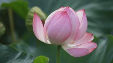 Tachikawa, Tokyo/Japonya - 27th Temmuz 2018: Onun bir doğa yerde Tokyo. fotoğraf makinesi: Canon Eos 5d mark4