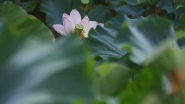 Tachikawa, Tokyo/Japonya - 27th Temmuz 2018: Onun bir doğa yerde Tokyo. fotoğraf makinesi: Canon Eos 5d mark4
