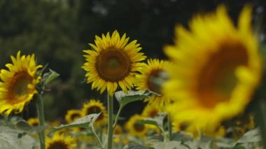 Tachikawa, Tokyo/Japonya - 27th Temmuz 2018: Onun bir doğa yerde Tokyo. fotoğraf makinesi: Canon Eos 5d mark4
