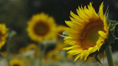 Tachikawa, Tokyo/Japonya - 27th Temmuz 2018: Onun bir doğa yerde Tokyo. fotoğraf makinesi: Canon Eos 5d mark4