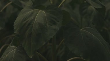 Tachikawa, Tokyo/Japonya - 27th Temmuz 2018: Onun bir doğa yerde Tokyo. fotoğraf makinesi: Canon Eos 5d mark4
