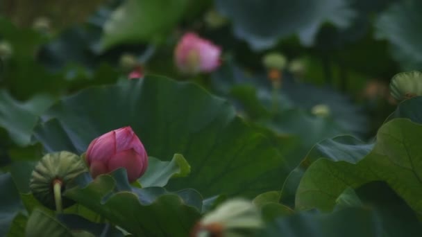 Tachikawa, Tokyo / Japon - 27 juillet 2018 : C'est un endroit naturel à Tokyo. appareil photo : Canon EOS 5D mark4 
