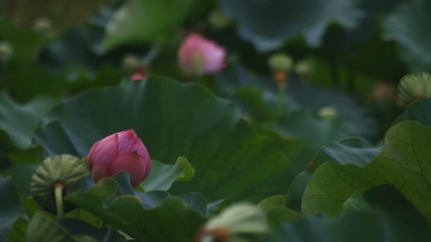 Tachikawa Tokio Japón Julio 2018 Lugar Natural Tokio Cámara Canon — Vídeos de Stock