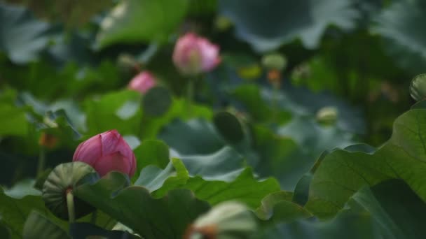 Tachikawa Tokio Juli 2018 Zijn Een Natuur Locatie Tokio Camera — Stockvideo