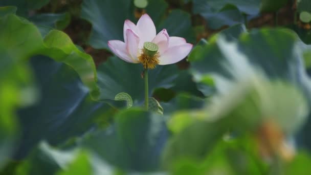 Tachikawa Tokio Japón Julio 2018 Lugar Natural Tokio Cámara Canon — Vídeo de stock