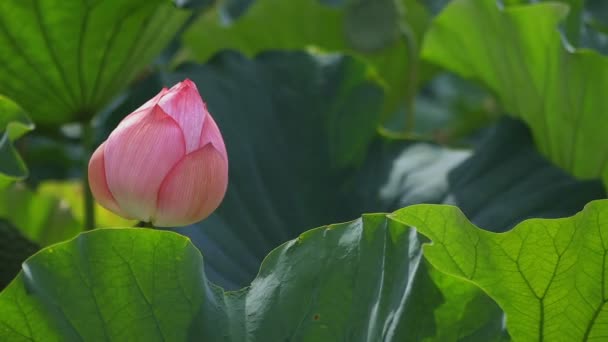 Tachikawa Tokio Japón Julio 2018 Lugar Natural Tokio Cámara Canon — Vídeos de Stock