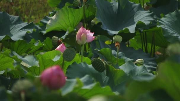 Tachikawa Tokyo Japan Juli 27Th 2018 Dess Ett Natur Läge — Stockvideo