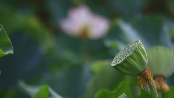 Tachikawa Tokio Juli 2018 Zijn Een Natuur Locatie Tokio Camera — Stockvideo