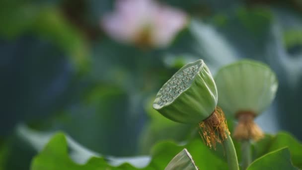 Tachikawa Tokio Japón Julio 2018 Lugar Natural Tokio Cámara Canon — Vídeos de Stock