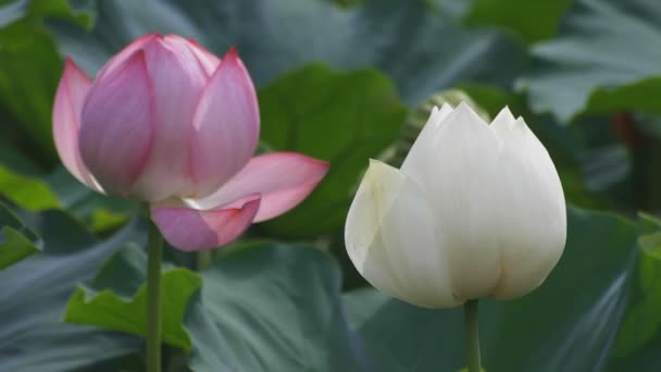 Tachikawa Tokio Juli 2018 Zijn Een Natuur Locatie Tokio Camera — Stockvideo