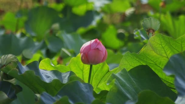 Tachikawa Tokyo Giappone Luglio 2018 Sua Posizione Naturale Tokyo Macchina — Video Stock