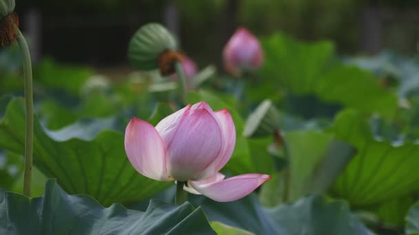 Tachikawa Tokyo Japan July 27Th 2018 Its Nature Location Tokyo — Stock Video