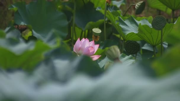 Tachikawa Tokio Juli 2018 Zijn Een Natuur Locatie Tokio Camera — Stockvideo