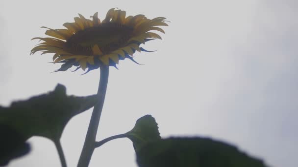 Tachikawa Tokio Japón Julio 2018 Lugar Natural Tokio Cámara Canon — Vídeo de stock