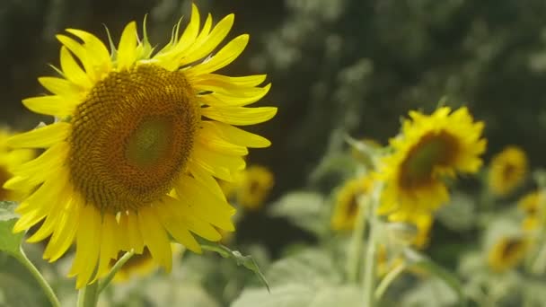 Tachikawa Tokio Juli 2018 Zijn Een Natuur Locatie Tokio Camera — Stockvideo