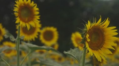 Tachikawa, Tokyo/Japonya - 27th Temmuz 2018: Onun bir doğa yerde Tokyo. fotoğraf makinesi: Canon Eos 5d mark4