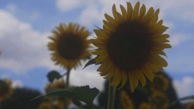 Tachikawa, Tokyo/Japonya - 27th Temmuz 2018: Onun bir doğa yerde Tokyo. fotoğraf makinesi: Canon Eos 5d mark4