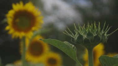 Tachikawa, Tokyo/Japonya - 27th Temmuz 2018: Onun bir doğa yerde Tokyo. fotoğraf makinesi: Canon Eos 5d mark4
