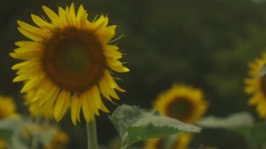 Tachikawa, Tokyo/Japonya - 27th Temmuz 2018: Onun bir doğa yerde Tokyo. fotoğraf makinesi: Canon Eos 5d mark4