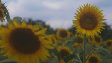 Tachikawa, Tokyo/Japonya - 27th Temmuz 2018: Onun bir doğa yerde Tokyo. fotoğraf makinesi: Canon Eos 5d mark4