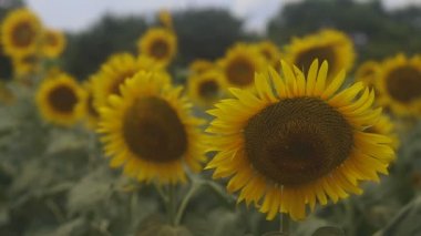 Tachikawa, Tokyo/Japonya - 27th Temmuz 2018: Onun bir doğa yerde Tokyo. fotoğraf makinesi: Canon Eos 5d mark4