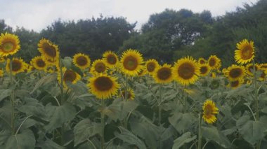 Tachikawa, Tokyo/Japonya - 27th Temmuz 2018: Onun bir doğa yerde Tokyo. fotoğraf makinesi: Canon Eos 5d mark4