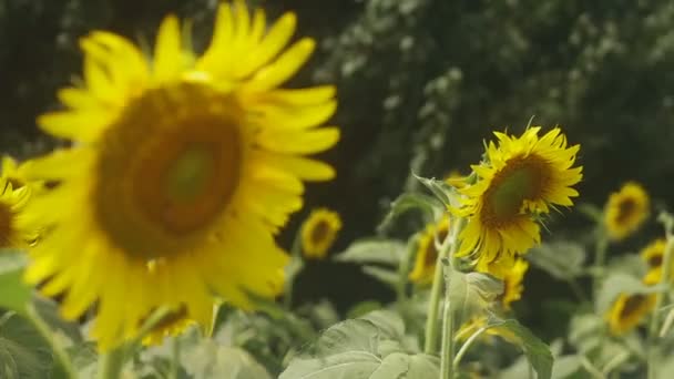 Tachikawa, Tokyo / Japon - 27 juillet 2018 : C'est un endroit naturel à Tokyo. appareil photo : Canon EOS 5D mark4 