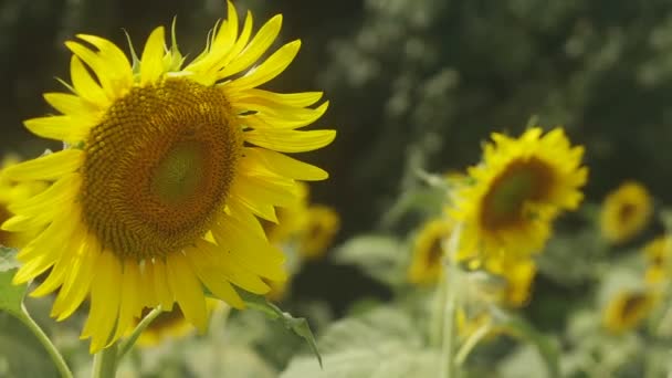 Tachikawa, Tokyo / Japon - 27 juillet 2018 : C'est un endroit naturel à Tokyo. appareil photo : Canon EOS 5D mark4 