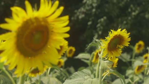 Tachikawa Tokio Juli 2018 Zijn Een Natuur Locatie Tokio Camera — Stockvideo