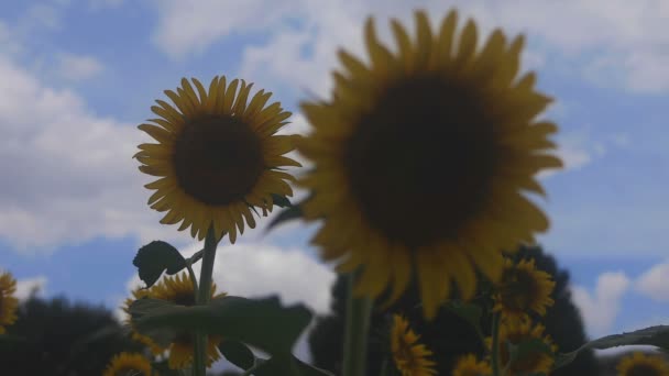 Tachikawa Tokio Juli 2018 Zijn Een Natuur Locatie Tokio Camera — Stockvideo